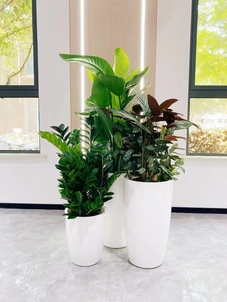 鄞州花木租摆，满足您对植物租赁的多样需求！